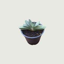 Load image into Gallery viewer, Gardenista Succulents Box-1 of 4 Plants - Hoya Kerri | Serpervivum | Moon Cactus | Gasteria Liliputana
