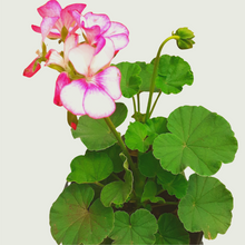 Load image into Gallery viewer, Geranium Ivy
