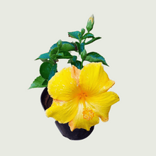Load image into Gallery viewer, Hibiscus Yellow

