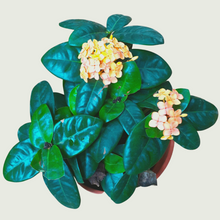 Load image into Gallery viewer, Ixora Orange (Wholesale price for 10 plants)

