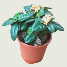Load image into Gallery viewer, Ixora Orange (Wholesale price for 10 plants)

