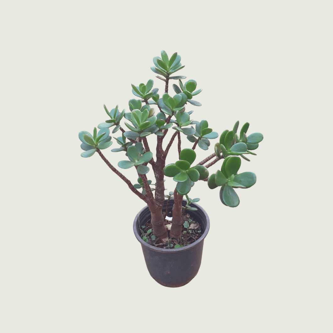 Jade (Wholesale price for 10 plants)