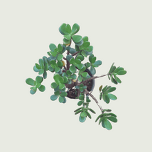 Load image into Gallery viewer, Jade (Wholesale price for 10 plants)
