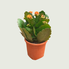 Load image into Gallery viewer, Kalanchoe (Wholesale price for 10 plants)
