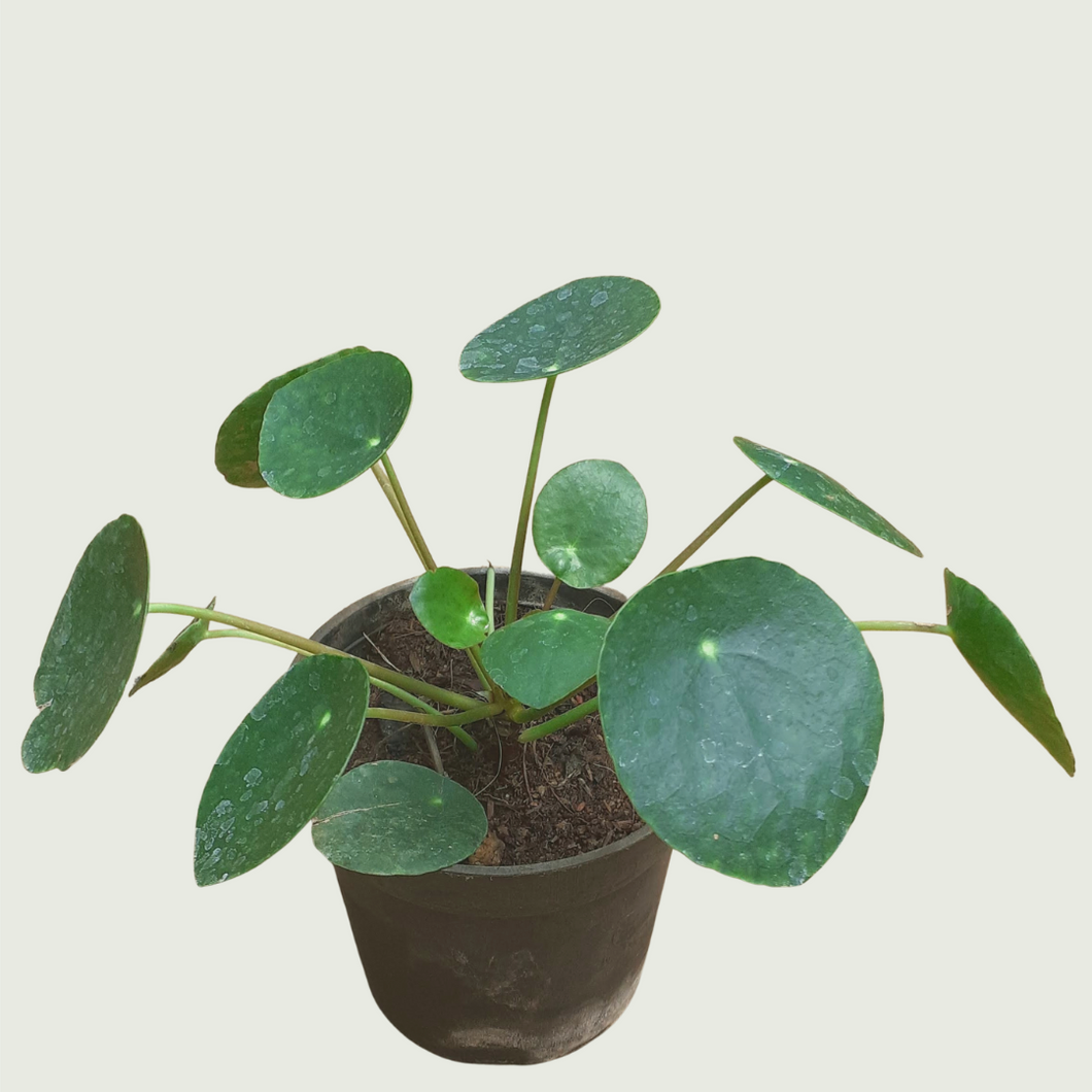 Money Plant- Chinese (Wholesale price for 10 plants)