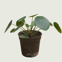 Load image into Gallery viewer, Money Plant- Chinese (Wholesale price for 10 plants)
