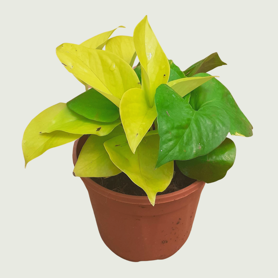 Money Plant- Golden (Wholesale price for 10 plants)