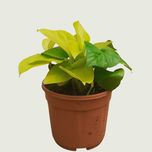 Load image into Gallery viewer, Money Plant- Golden (Wholesale price for 10 plants)
