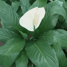 Load image into Gallery viewer, Plants Combos-Peace Lily &amp; Arum Lily
