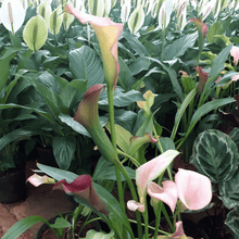 Load image into Gallery viewer, Plants Combos-Peace Lily &amp; Arum Lily
