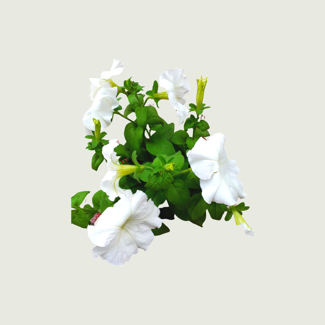 Petunia White