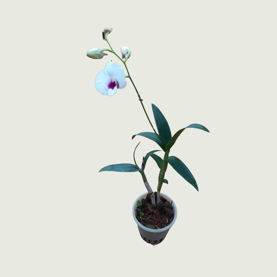 Phalaenopsis Orchid (Wholesale price for 10 plants)