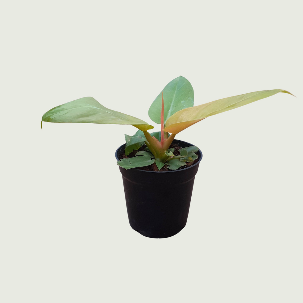 Philodendron Ceylon Golden (Wholesale price for 10 plants)