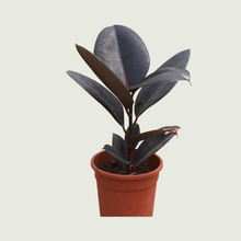 Load image into Gallery viewer, Rubber Plant/ Black Prince (Wholesale price for 10 plants)
