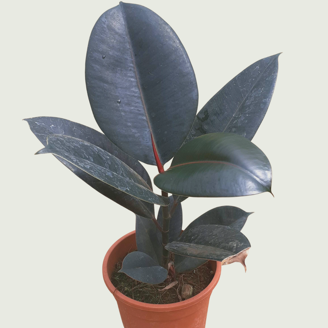 Rubber Plant/ Black Prince