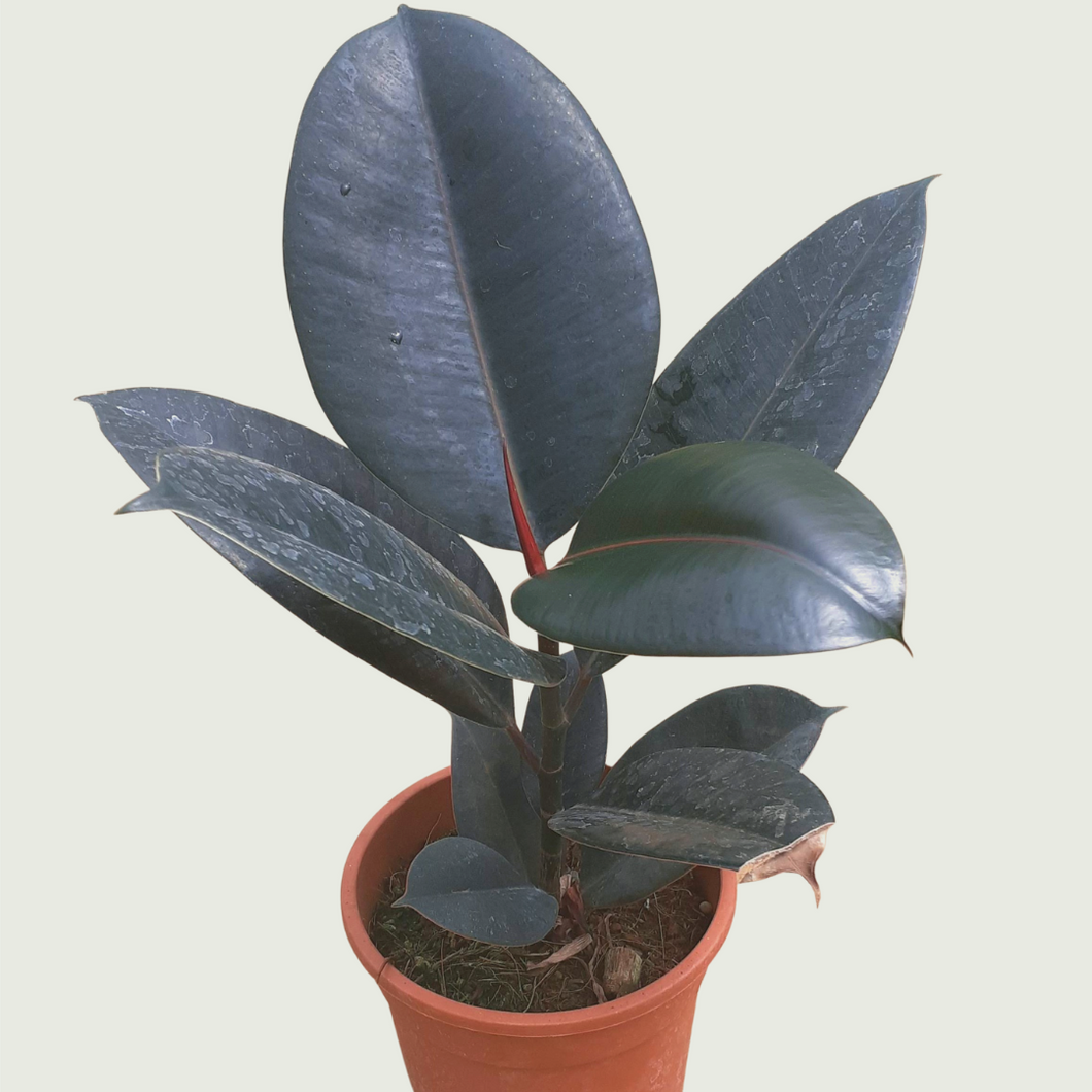 Rubber Plant/ Black Prince (Wholesale price for 10 plants)