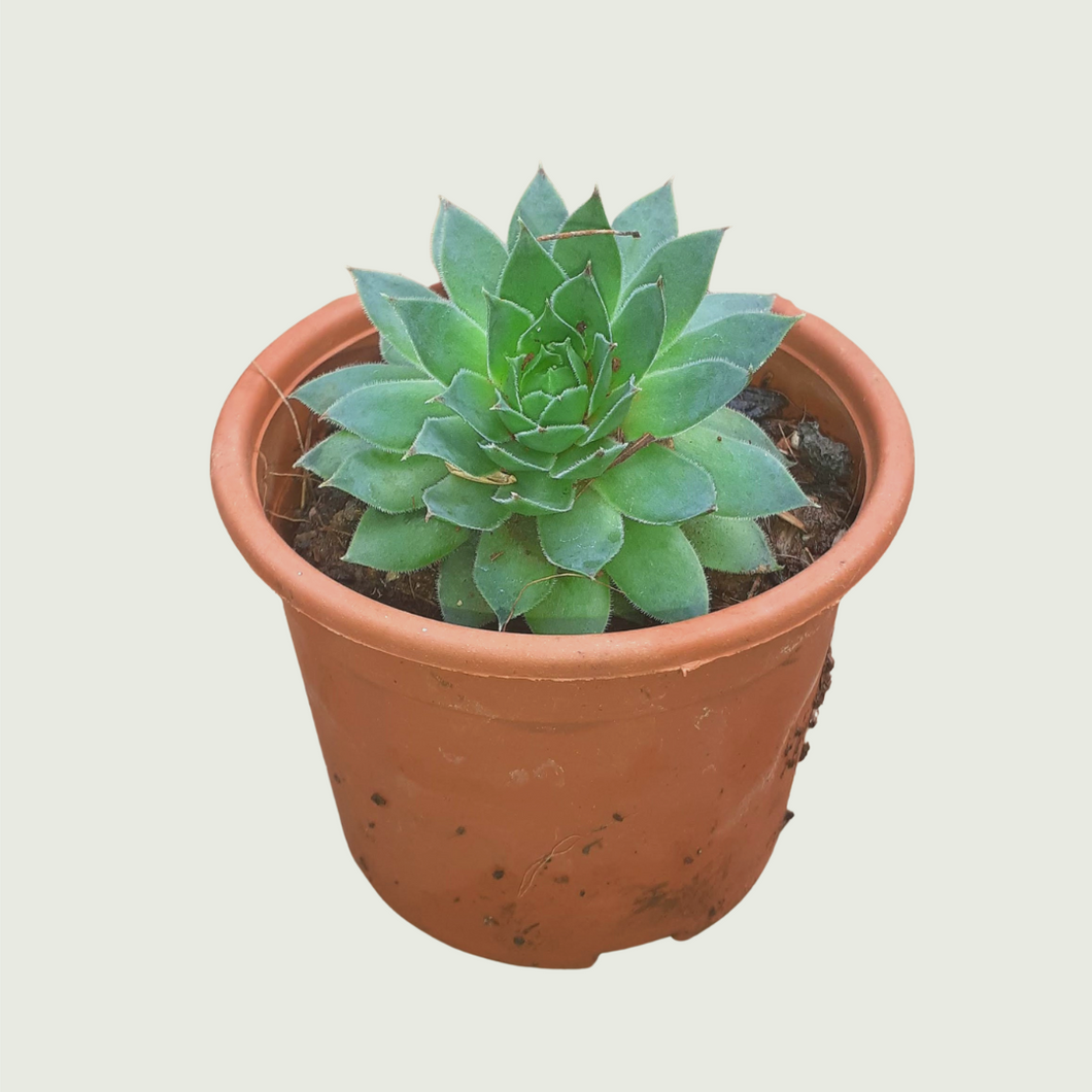Sempervivum Tectorum (Wholesale price for 10 plants)