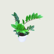 Load image into Gallery viewer, ZZ Plant (Wholesale price for 10 plants)
