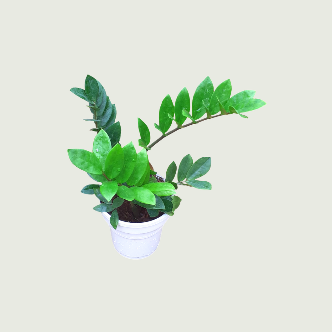 ZZ Plant (Wholesale price for 10 plants)