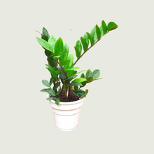 Load image into Gallery viewer, ZZ Plant (Wholesale price for 10 plants)
